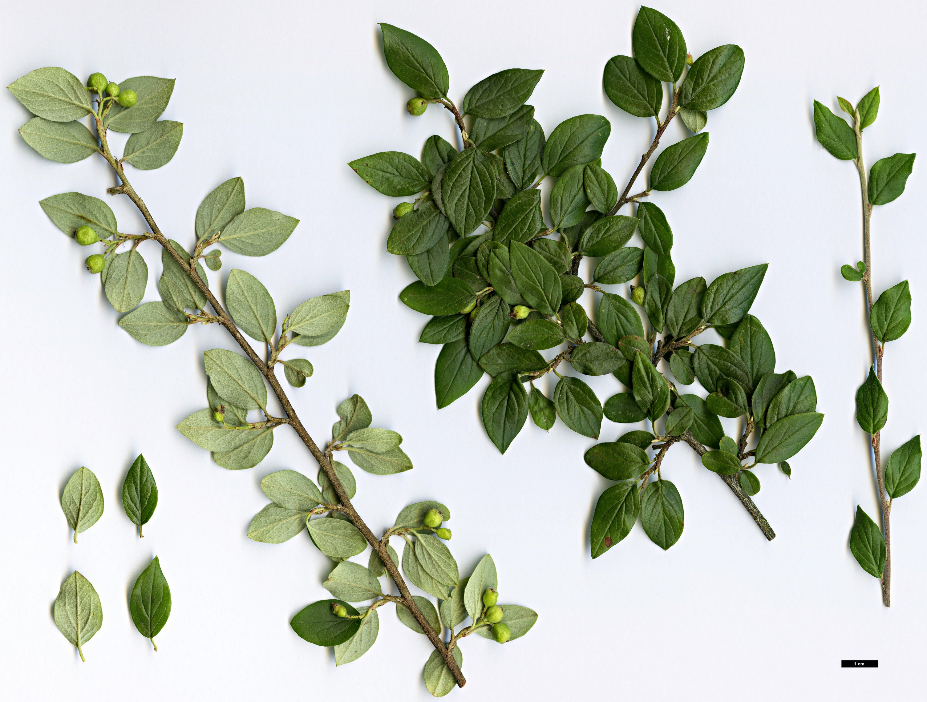 High resolution image: Family: Rosaceae - Genus: Cotoneaster - Taxon: declinatus High resolution image: Family: Rosaceae - Genus: Cotoneaster - Taxon: declinatus